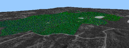 trees over orthophoto